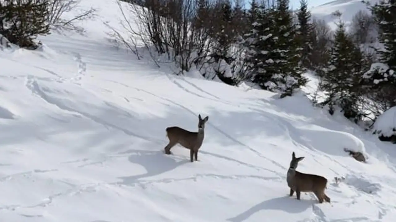 giresun-kulakkaya-yaylasinda-karacalar-dronla-goruntulendi