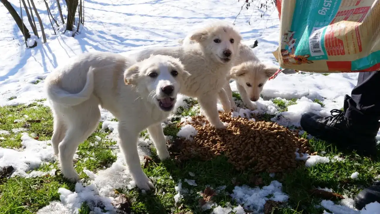 ortahisar-belediyesi-kirsalda-sokak-hayvanlari-icin-sahada