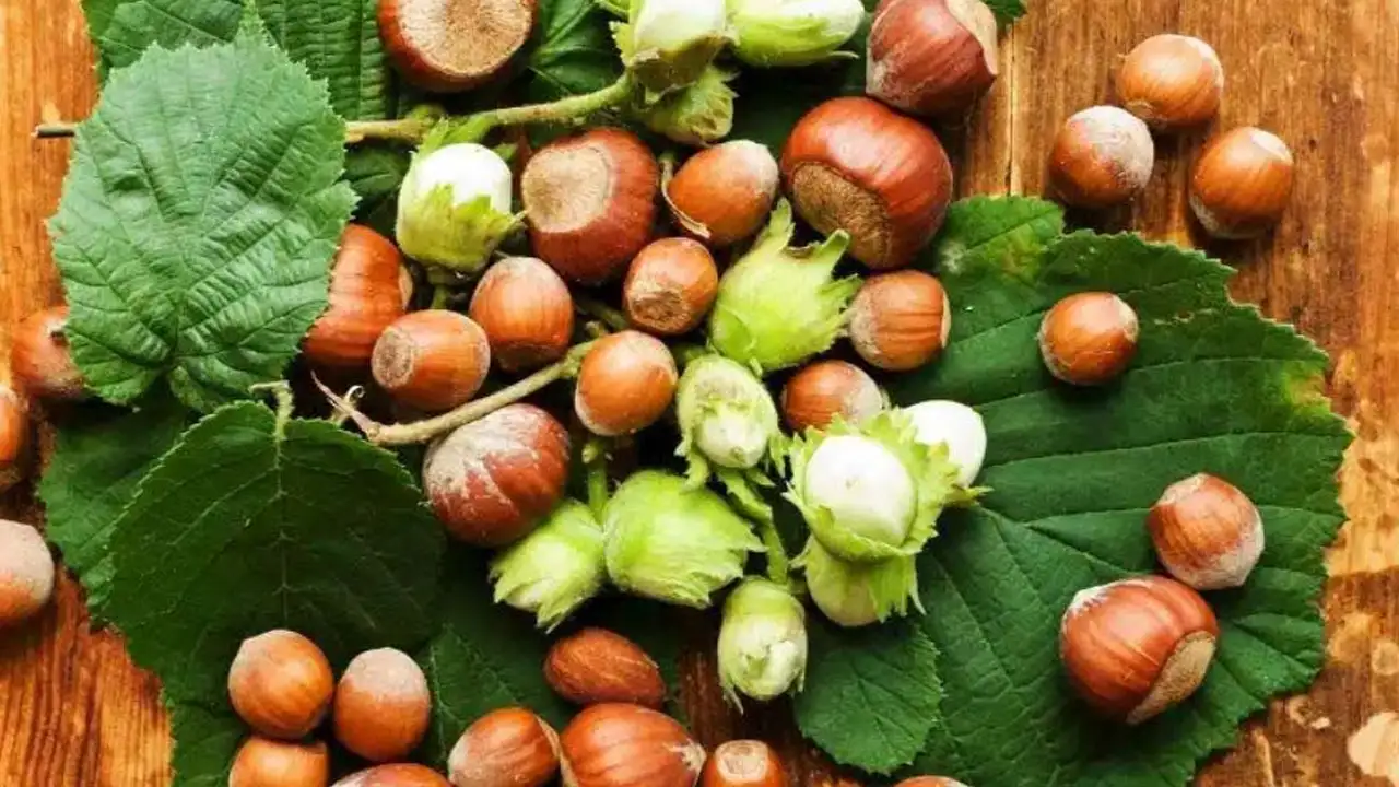 findik-350-liradan-275-liraya-geriledi-piyasada-duraganlik-dikkat-cekiyor