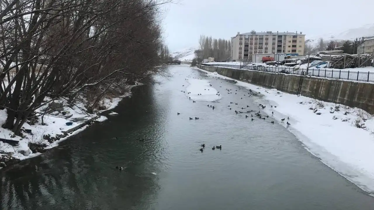sibiryadan-gelen-yesilbasli-ordekler-bayburtta-kisi-geciriyor
