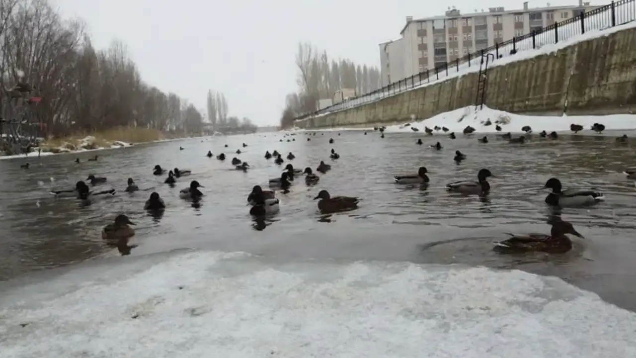 sibiryadan-gelen-yesilbasli-ordekler-bayburtta-kisi-geciriyor
