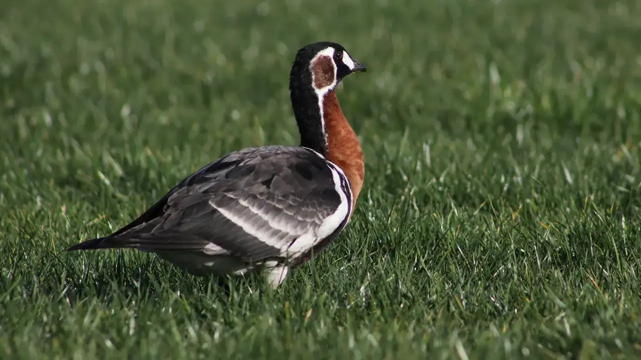 1015-yilda-bir-dogu-karadeniz-sahillerinde-gorulen-ve-nesli-tehlike-altinda-bulunan-sibirya-kazi-rizede-yesil-alanda-beslenirken-goruntulendi
