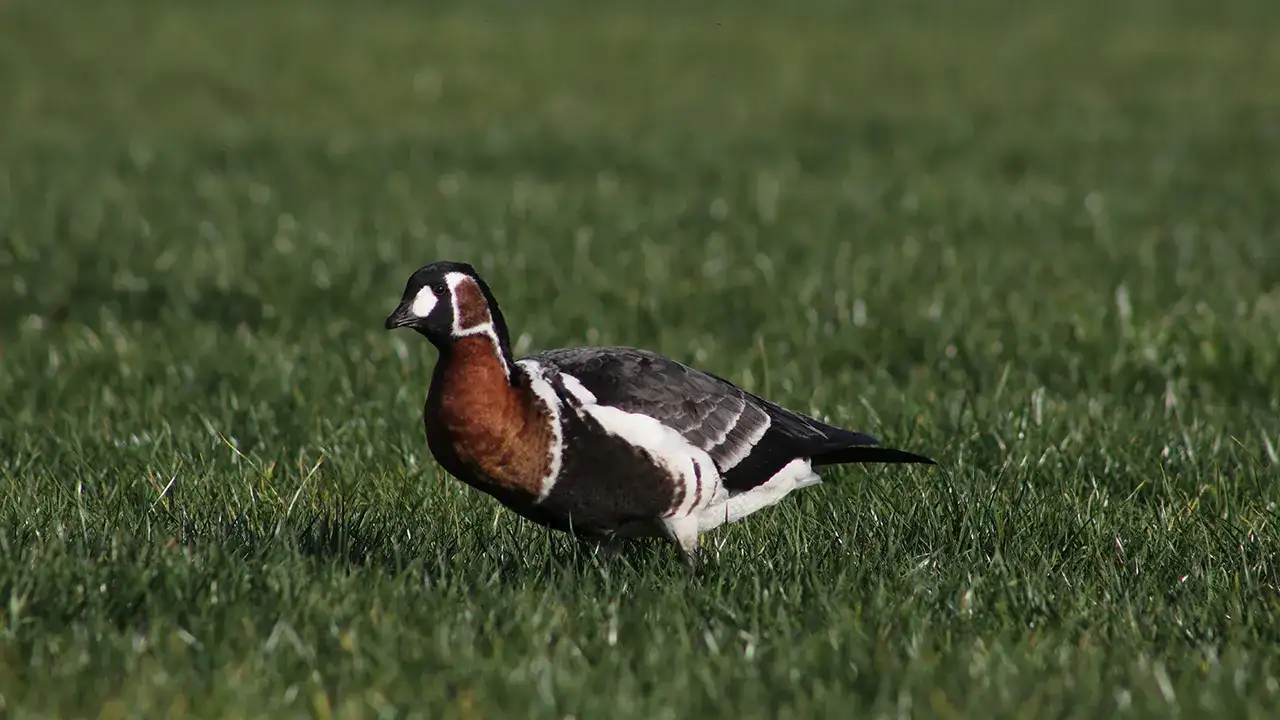 1015-yilda-bir-dogu-karadeniz-sahillerinde-gorulen-ve-nesli-tehlike-altinda-bulunan-sibirya-kazi-rizede-yesil-alanda-beslenirken-goruntulendi