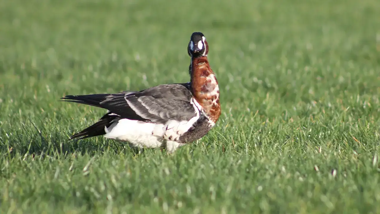 1015-yilda-bir-dogu-karadeniz-sahillerinde-gorulen-ve-nesli-tehlike-altinda-bulunan-sibirya-kazi-rizede-yesil-alanda-beslenirken-goruntulendi