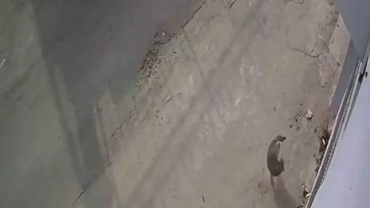 kediyi-ezip-kacan-surucuye-barinakta-calisma-cezasi