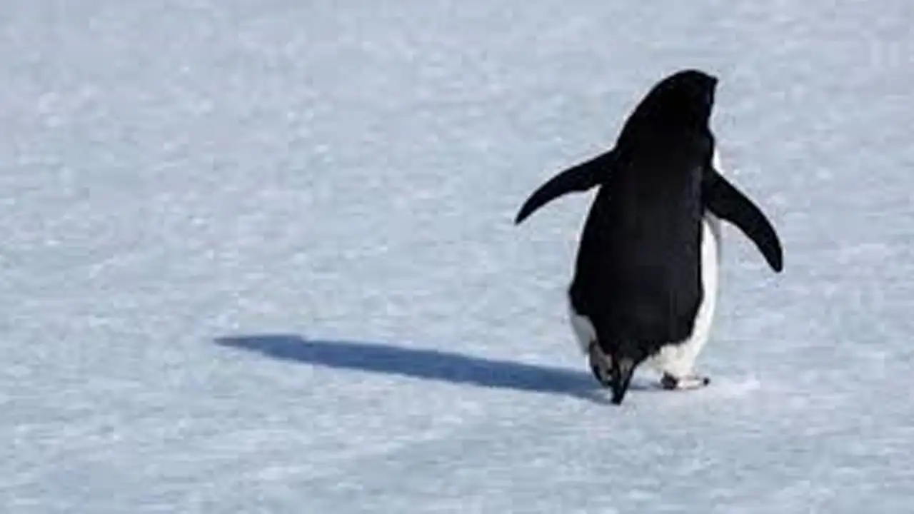 nihilist-penguen-neden-suruden-ayrildi