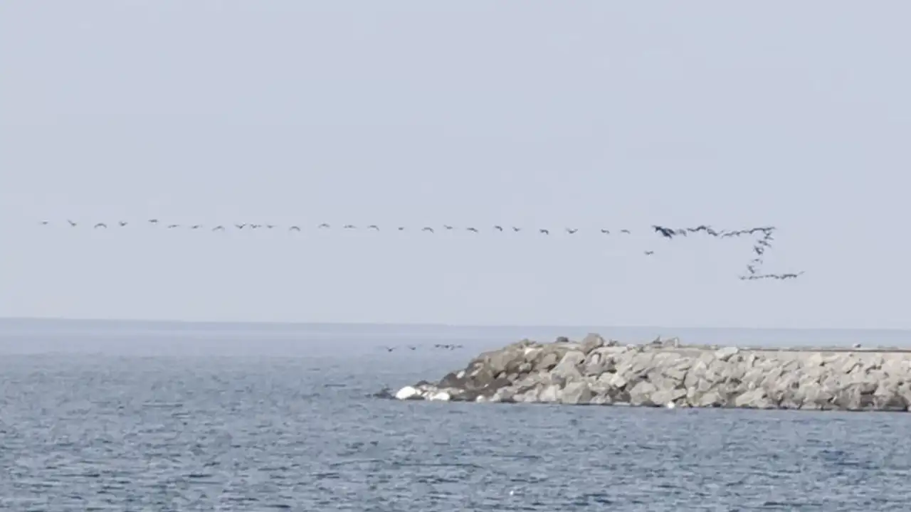 hopa-aciklarinda-gocmen-kuslarin-senkronize-ucusu-goruntulendi