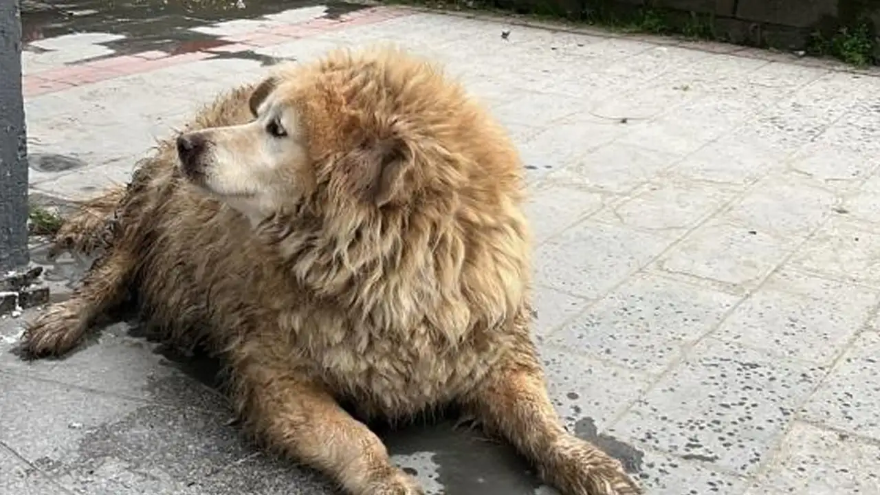 rizede-yurekleri-isitan-kopegin-kurtarma-anlari-o-anlar-kamerada