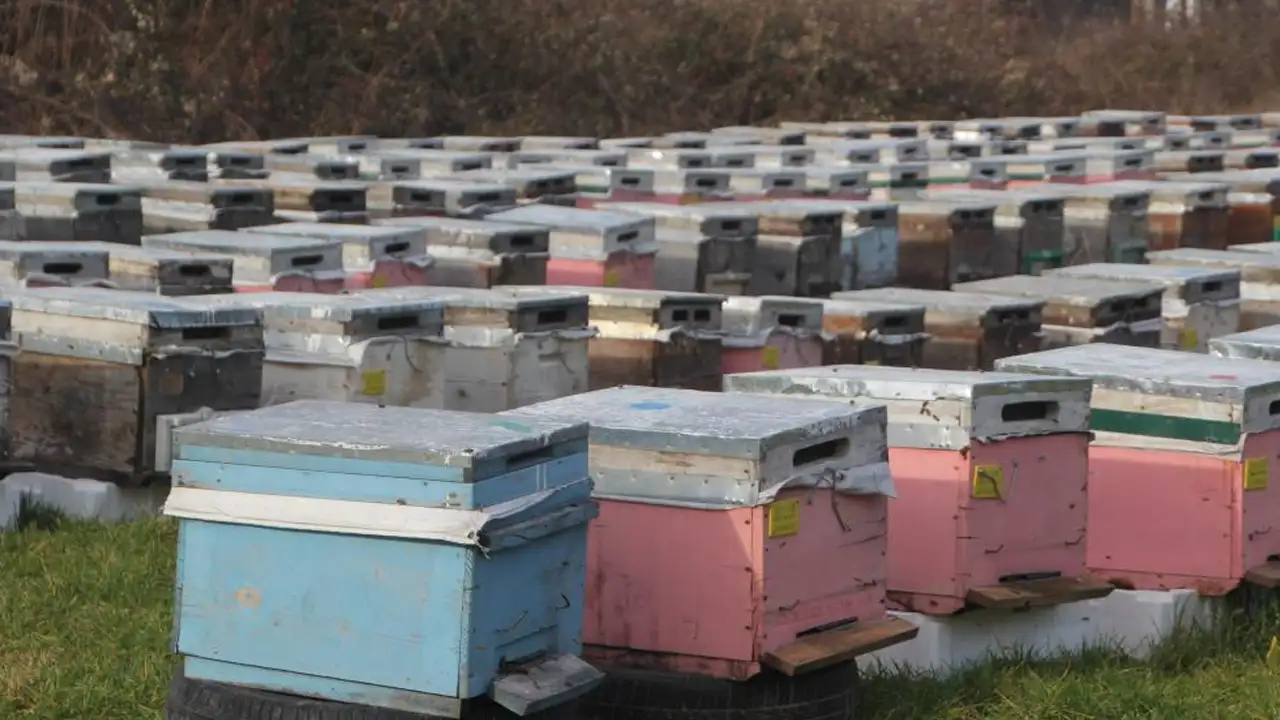 orduda-aricilar-2026-bal-sezonu-icin-hazirliklara-basladi