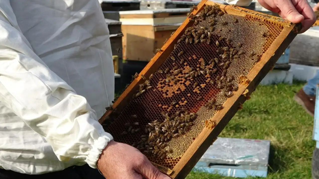 orduda-aricilar-2026-bal-sezonu-icin-hazirliklara-basladi