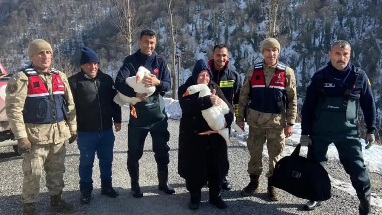 orduda-kayip-kazlar-bakin-nerede-bulundu