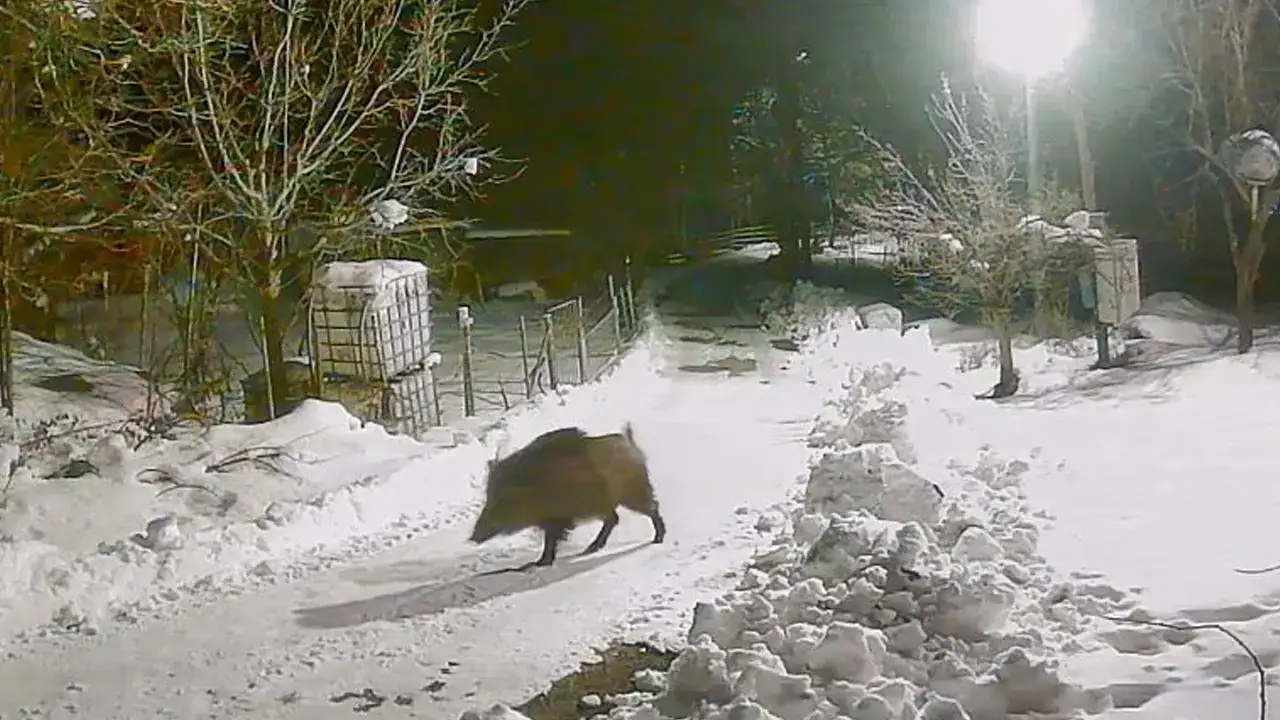 artvin-ardanucta-yaban-hayvanlari-koye-indi