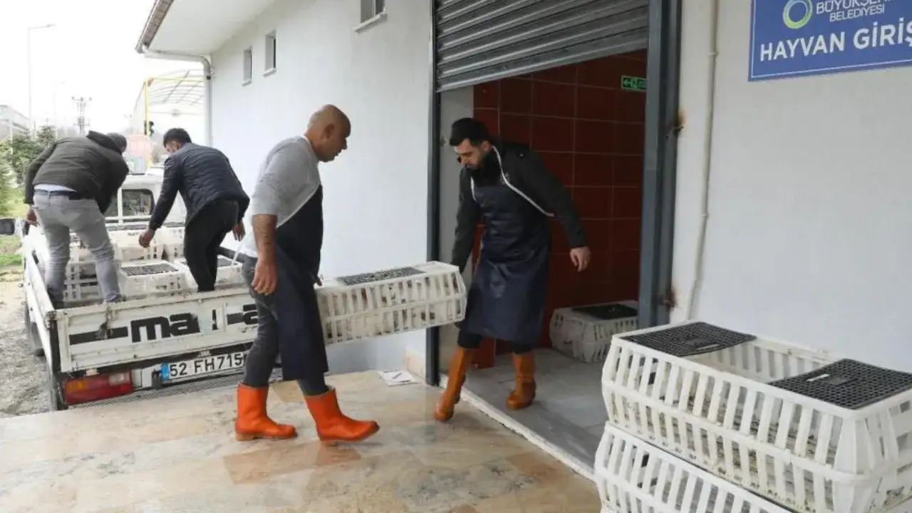 orduda-alim-garantili-kaz-yetistiriciligine-ilgi-artiyor