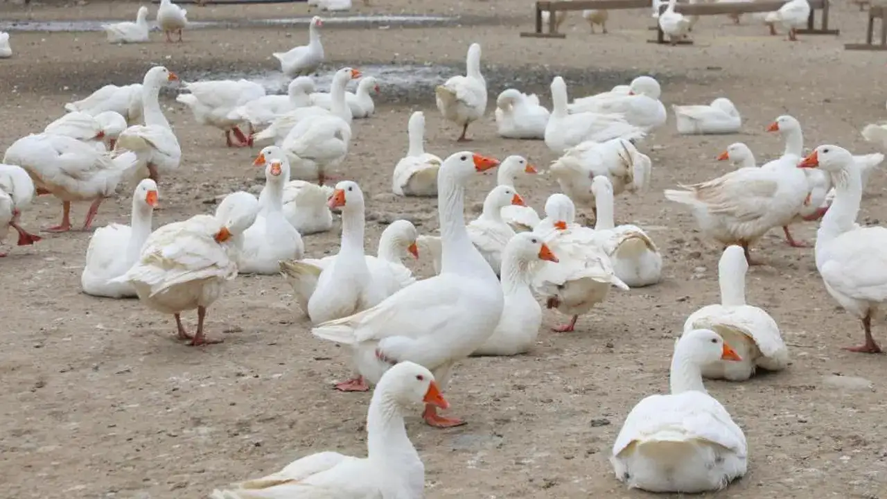 orduda-alim-garantili-kaz-yetistiriciligine-ilgi-artiyor