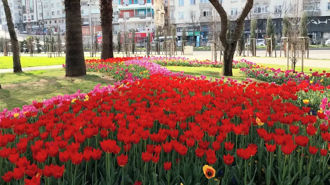 trabzonda-yesil-alan-hamlesi-milyonlarca-bitki-toprakla-bulustu