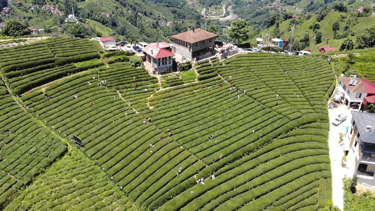 caykurda-823-bin-tonluk-alim-stoklar-mayista-kritik-seviyeye-inecek