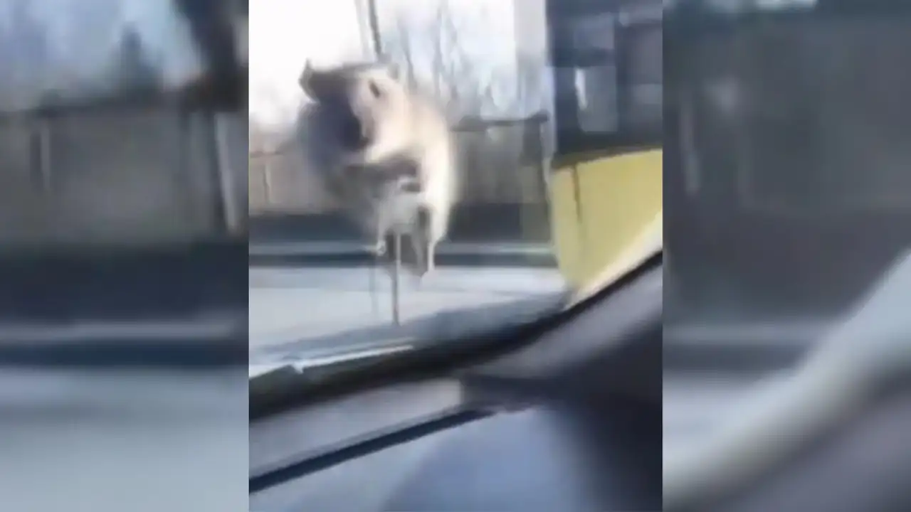 istanbulda-ilginc-anlar-fare-aracin-camina-atladi-polis-cevirmesiyle-indi