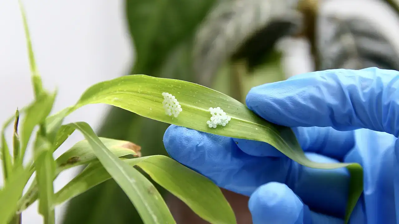 karadenizde-kahverengi-kokarcaya-biyolojik-hamle-500-bin-samuray-arisi-uretilecek