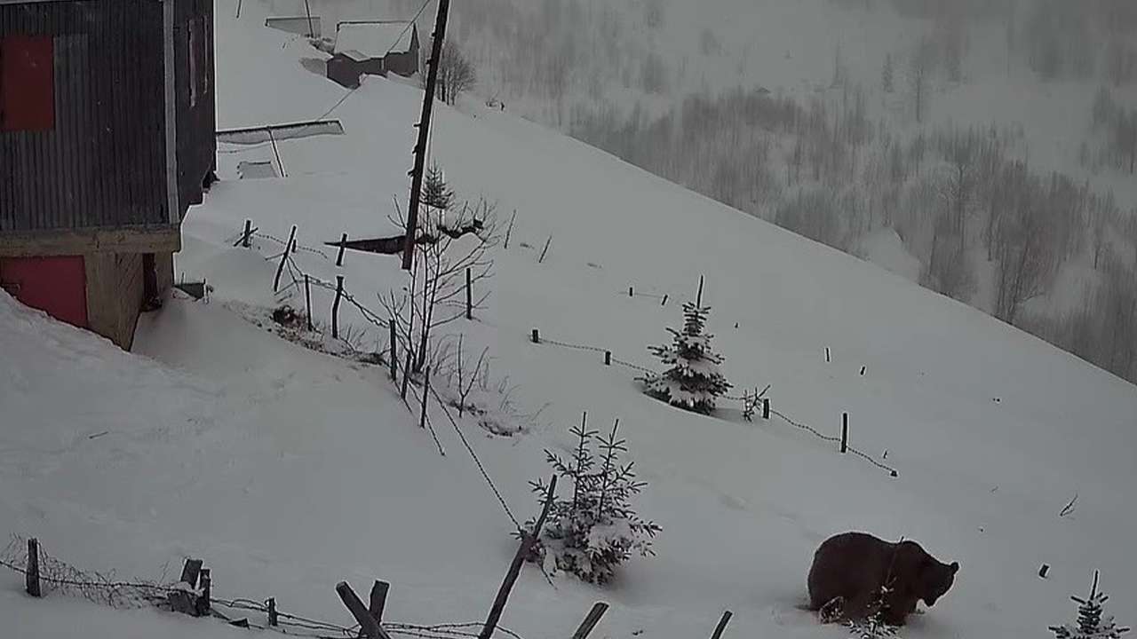 koca-koca-ayilar-trabzonda-yayla-evlerini-mesken-tuttu