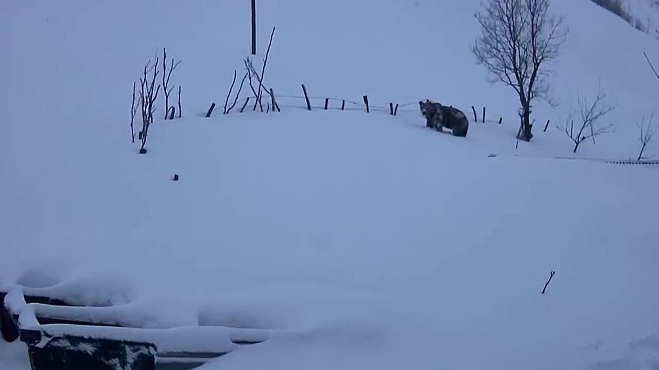 koca-koca-ayilar-trabzonda-yayla-evlerini-mesken-tuttu