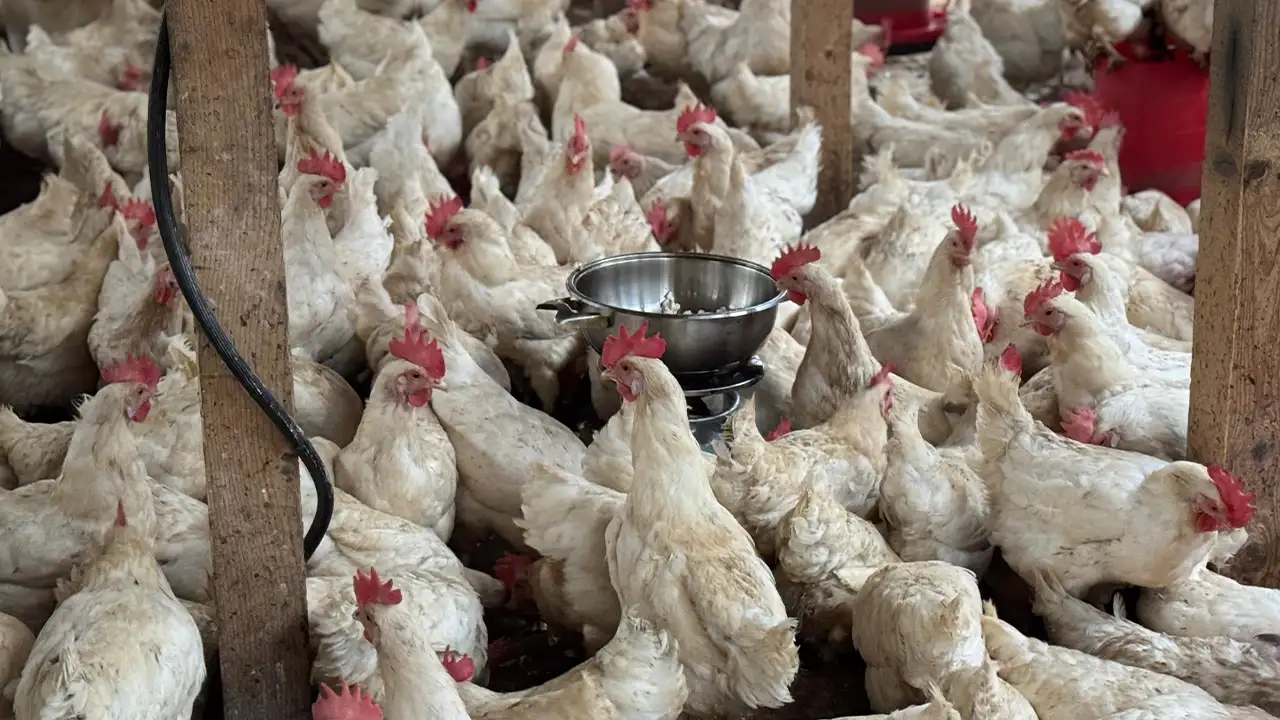 orduda-strese-giren-tavuklari-icin-kumeste-misir-patlatiyor