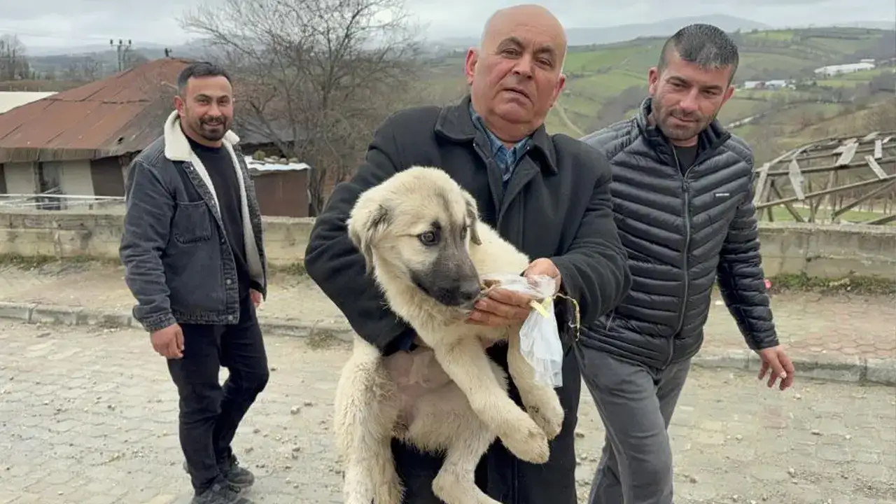 samsunda-yurek-isitan-kurtarma-yavru-kopegi-olumden-aldilar