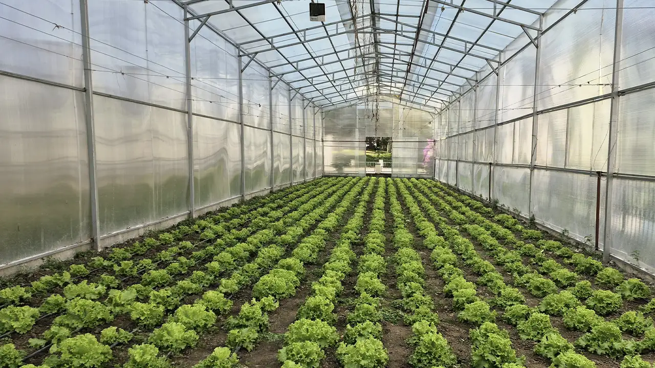 giresunda-ogrenciler-robot-ve-insansiz-hava-araci-gelistirirken-sebze-ve-meyve-de-yetistiriyorlar