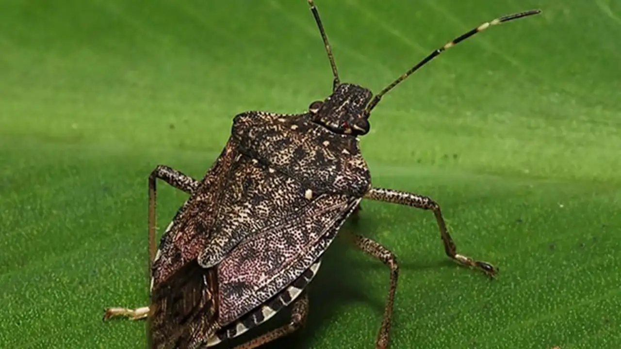 karadenizde-findik-icin-tehlike-canlari-kahverengi-kokarca-uyarisi-geldi