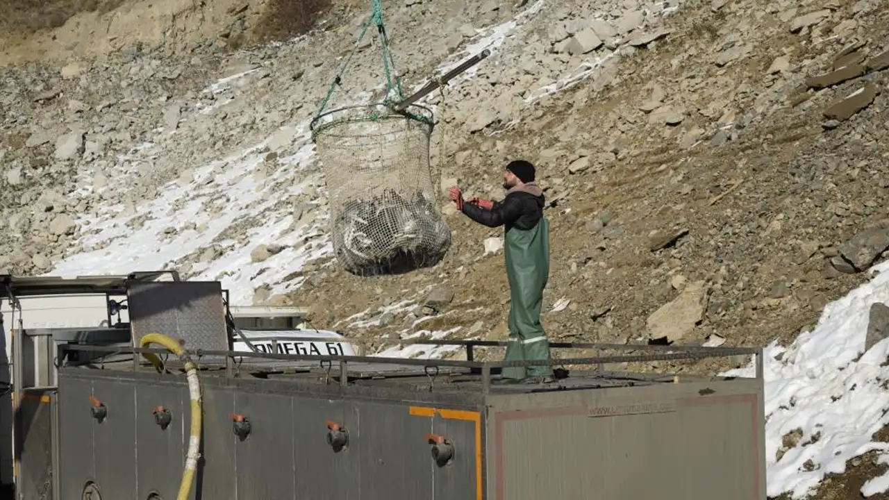 barajlardan-karadenize-oradan-dunyaya-gumushane-alabaligi-ihrac-ediliyor