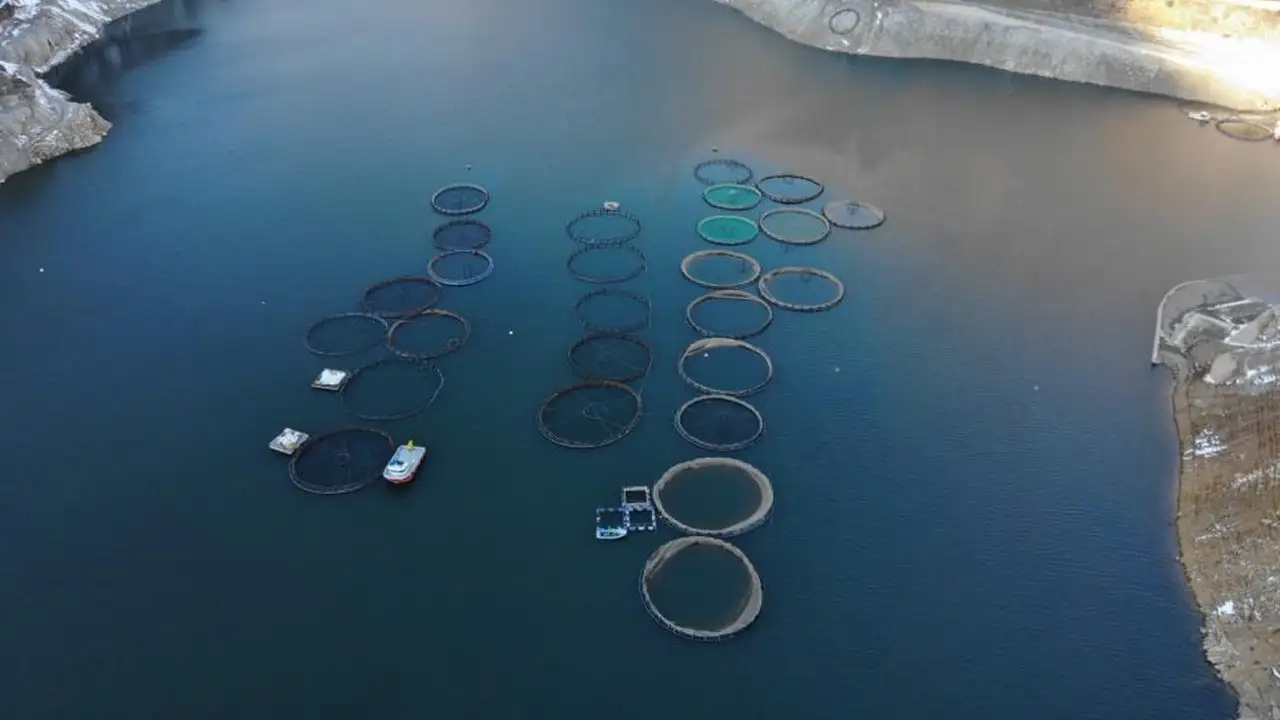 barajlardan-karadenize-oradan-dunyaya-gumushane-alabaligi-ihrac-ediliyor