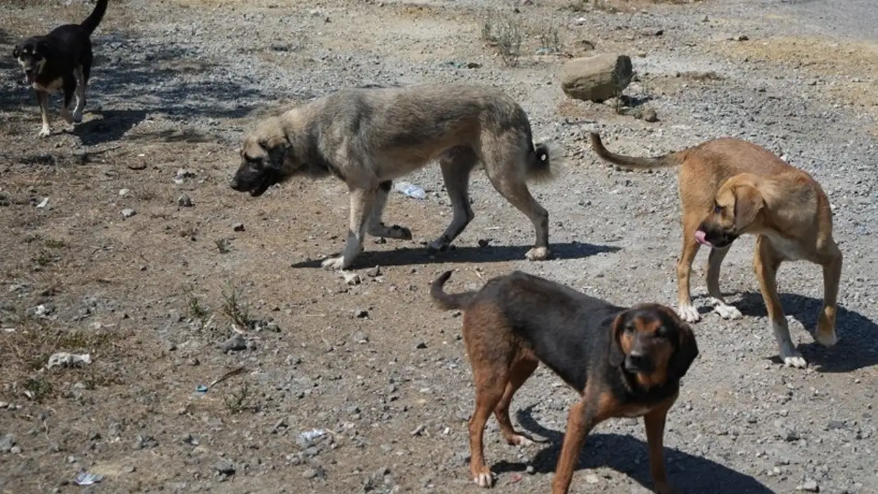 trabzonda-kopekten-kacan-universite-ogrencisine-otobus-carpti-basibos-kopek-konusu-yeniden-gundeme-geldi