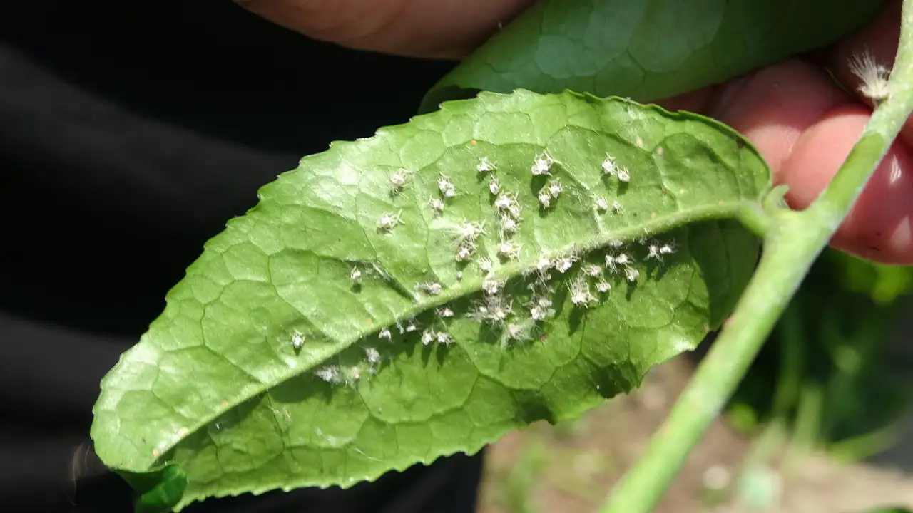 dogu-karadenizde-3-istilaci-tur-alarmi-uzmanlar-cagri-yapti