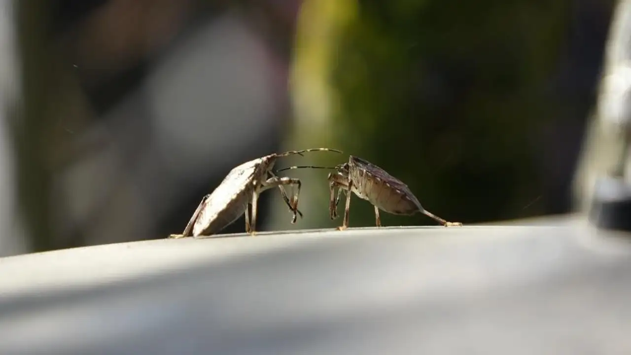 dogu-karadenizde-3-istilaci-tur-alarmi-uzmanlar-cagri-yapti