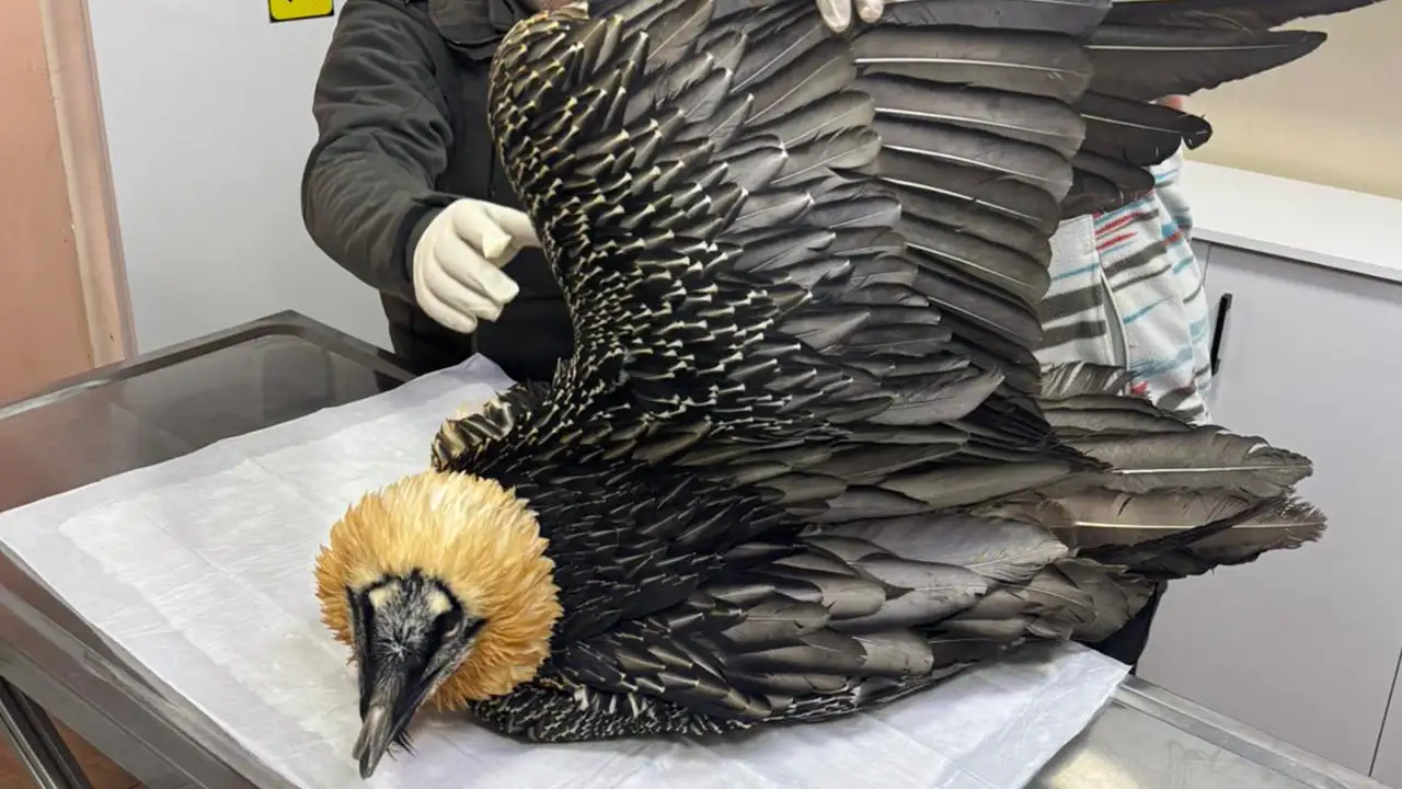 artvinde-yarali-bulunan-sakalli-akbaba-gps-ile-dogaya-salindi