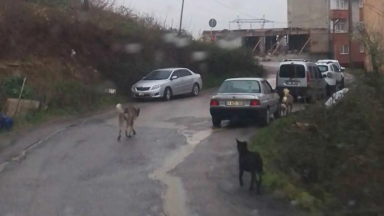 trabzonda-sahipsiz-kopek-tartismasi-sorun-gercekten-cozuldu-mu