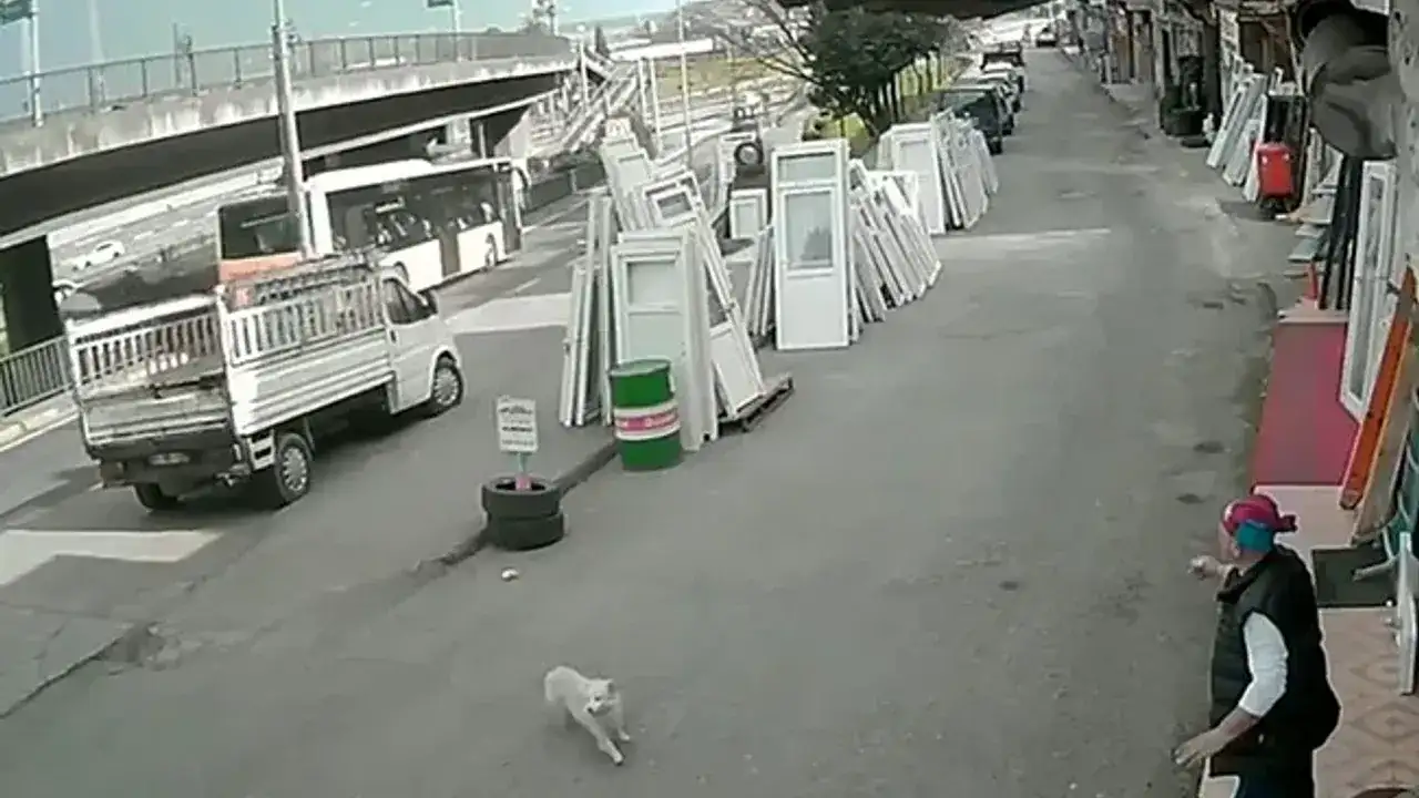 trabzonda-sahipsiz-kopekten-kacarken-otobus-carpmisti-saglik-durumuyla-ilgili-yeni-gelisme