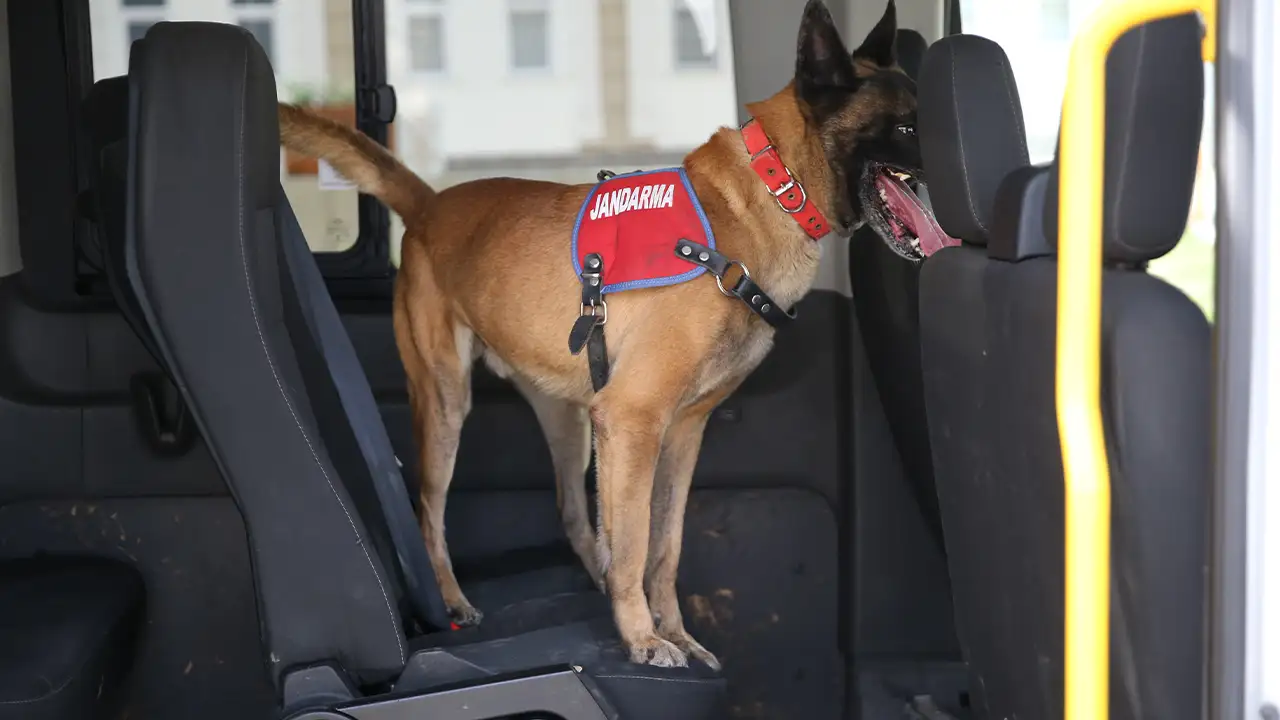 orduda-jandarmanin-hassas-burunlu-kopekleri-gorevde