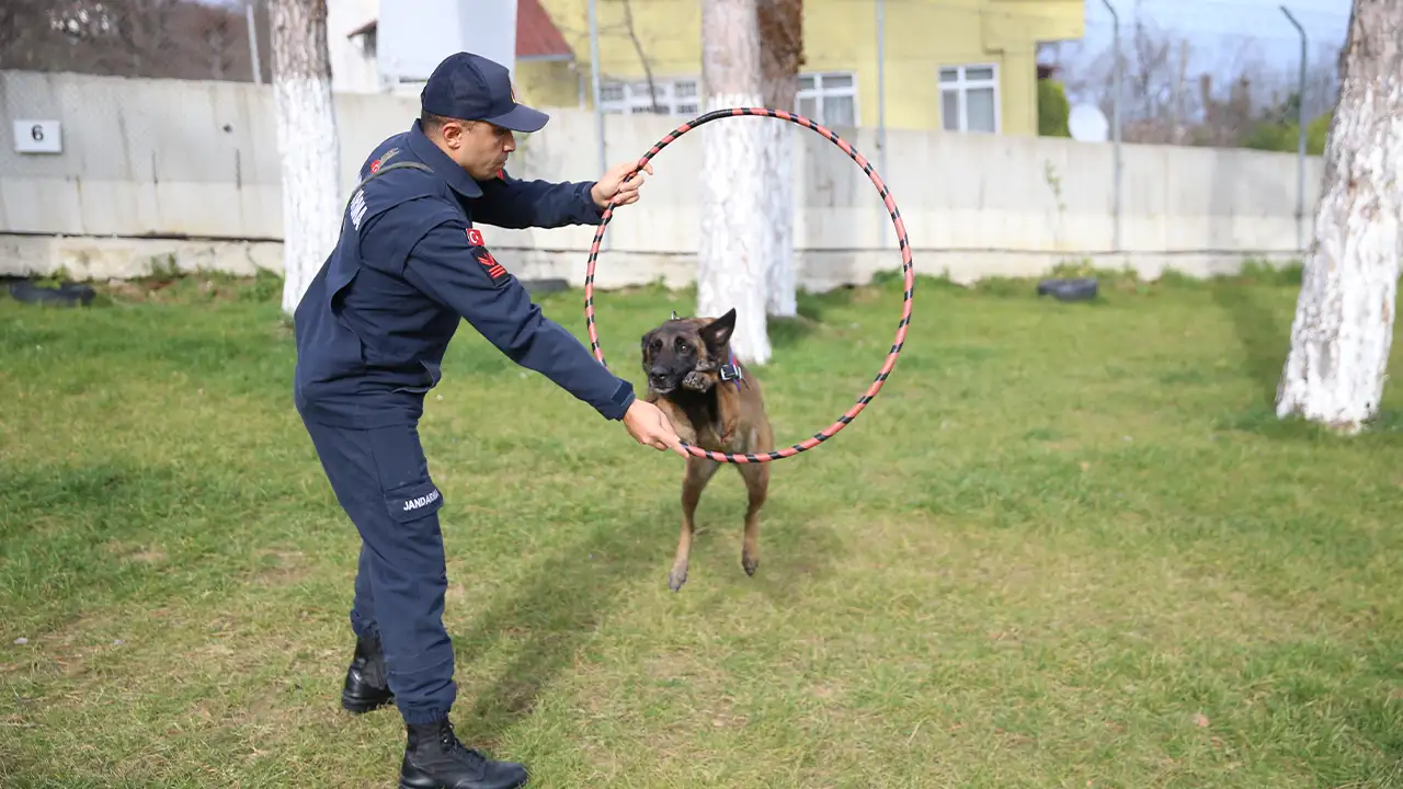 orduda-jandarmanin-hassas-burunlu-kopekleri-gorevde