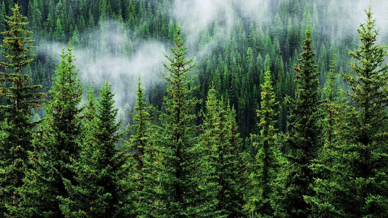 21-ilde-orman-siniri-degisti-trabzon-ve-artvinde-cevreci-ve-siyasal-tepki-buyuyor