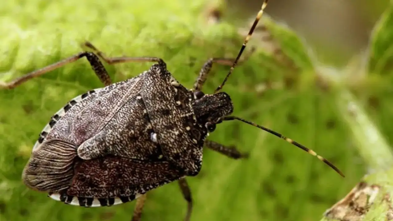 kahverengi-kokarca-ile-nasil-mucadele-edilir