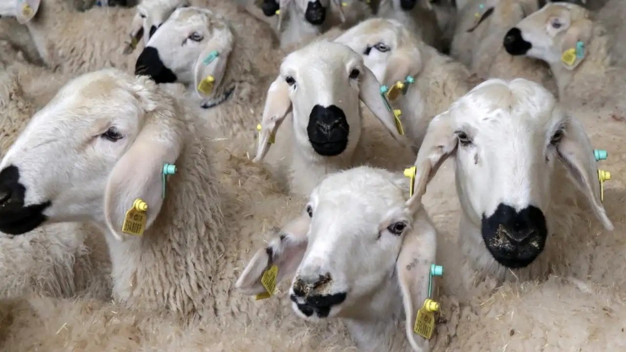 ruyada-koyun-gormek-ne-anlama-gelir