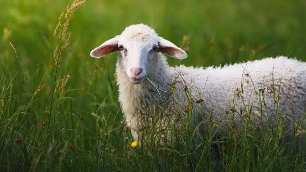 ruyada-koyun-gormek-ne-anlama-gelir