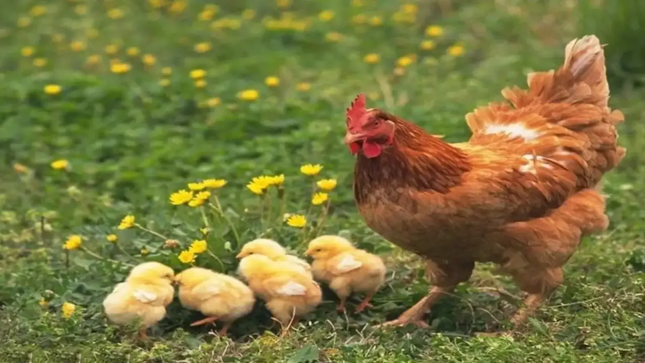 ruyada-tavuk-gormek-ne-anlama-gelir