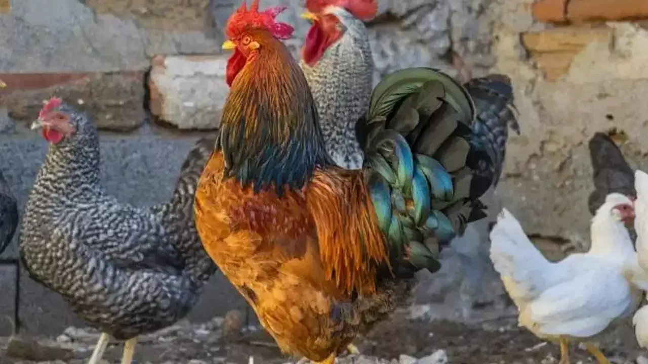 ruyada-tavuk-gormek-ne-anlama-gelir