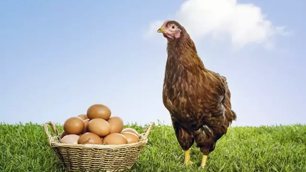 ruyada-tavuk-gormek-ne-anlama-gelir