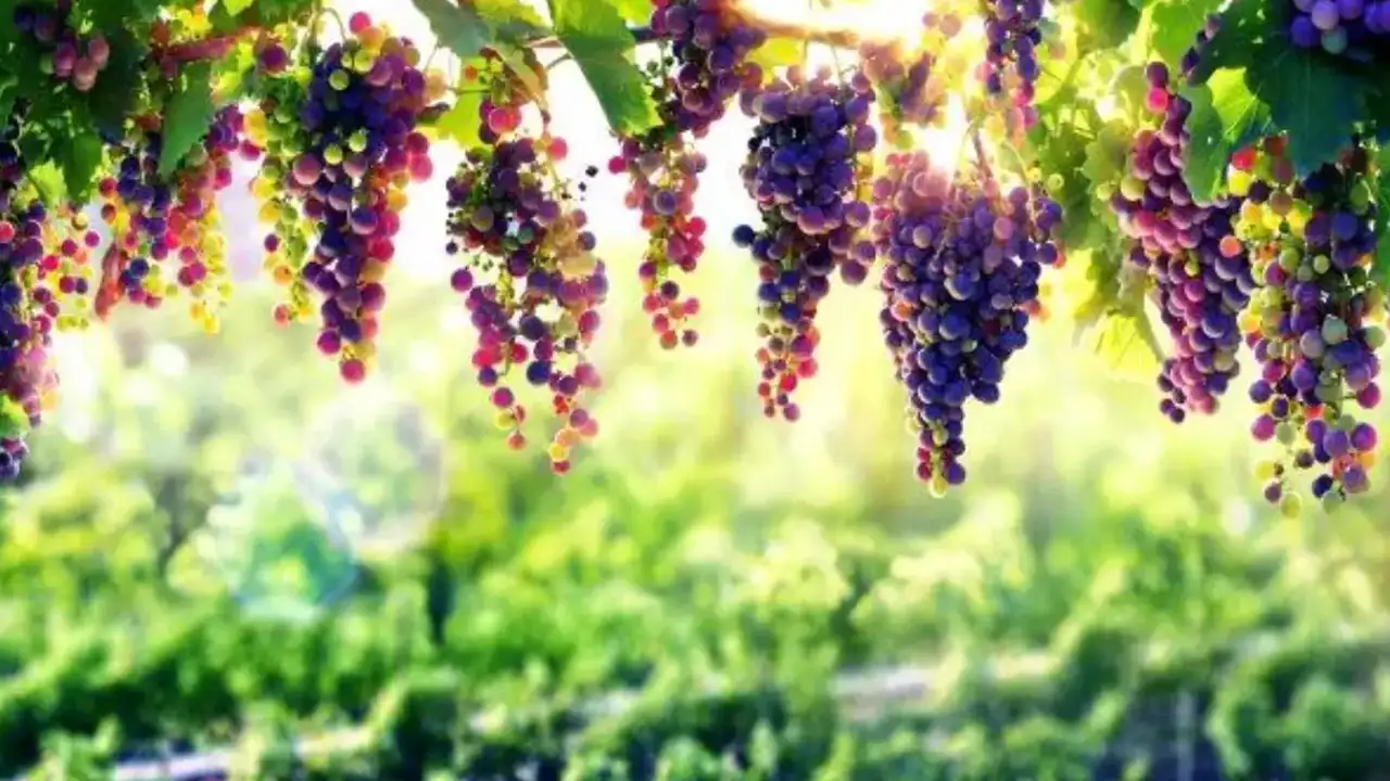 ruyada-uzum-gormek-ne-anlama-gelir