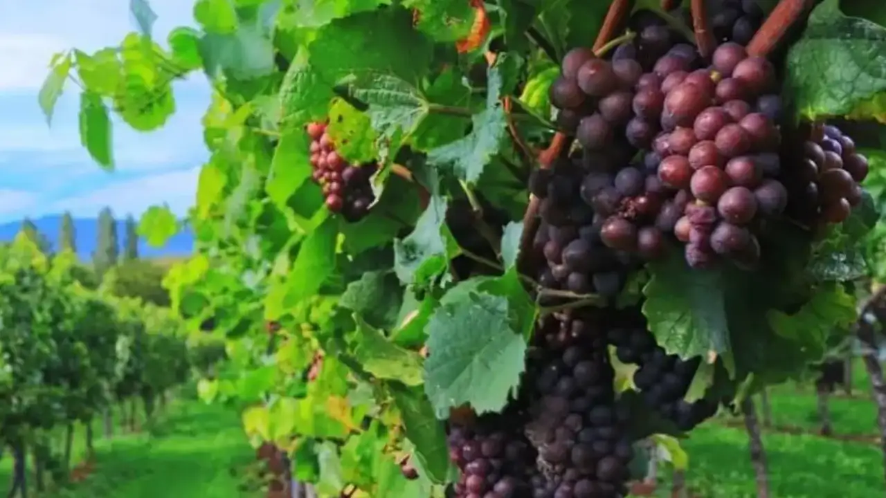 ruyada-uzum-gormek-ne-anlama-gelir