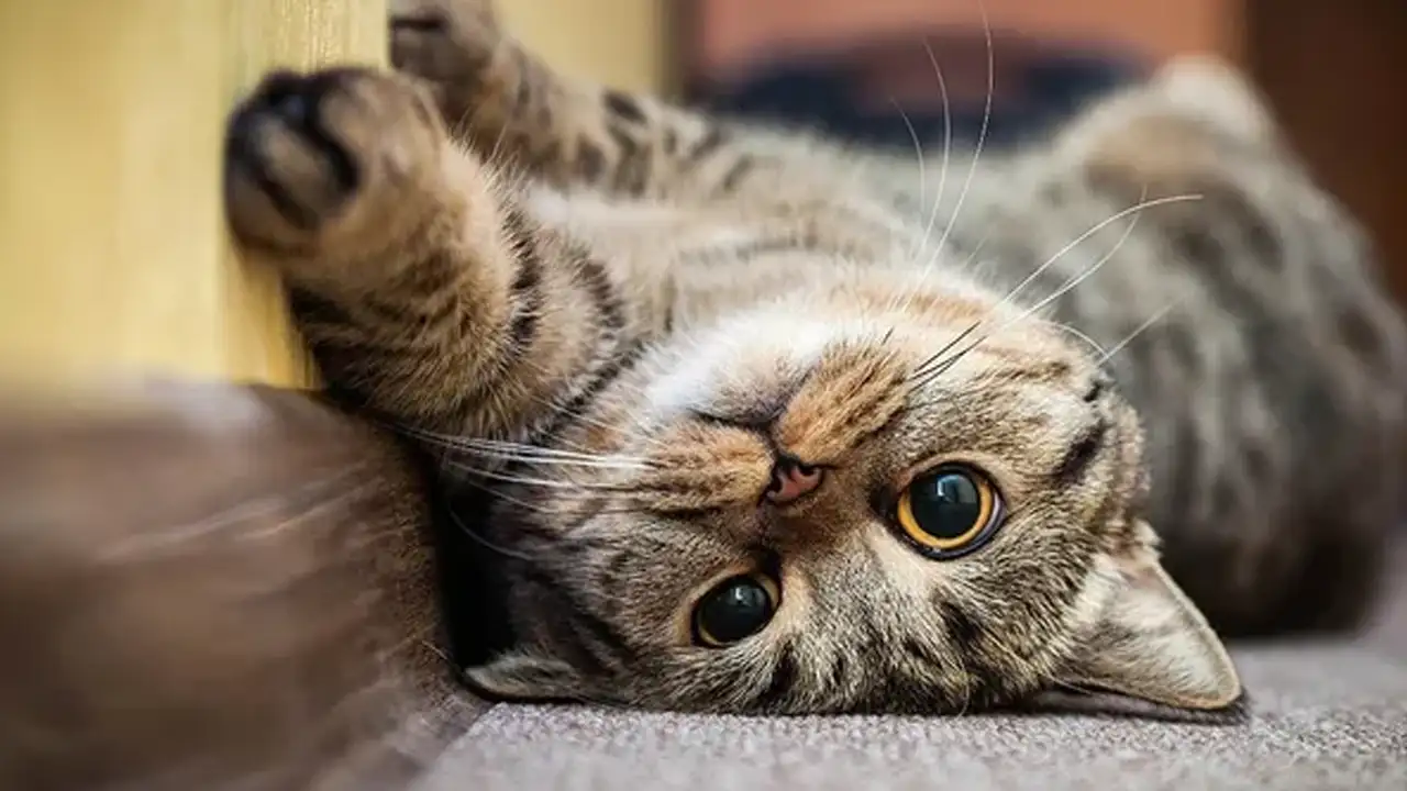 ruyada-yavru-kedi-gormek-ne-anlama-gelir