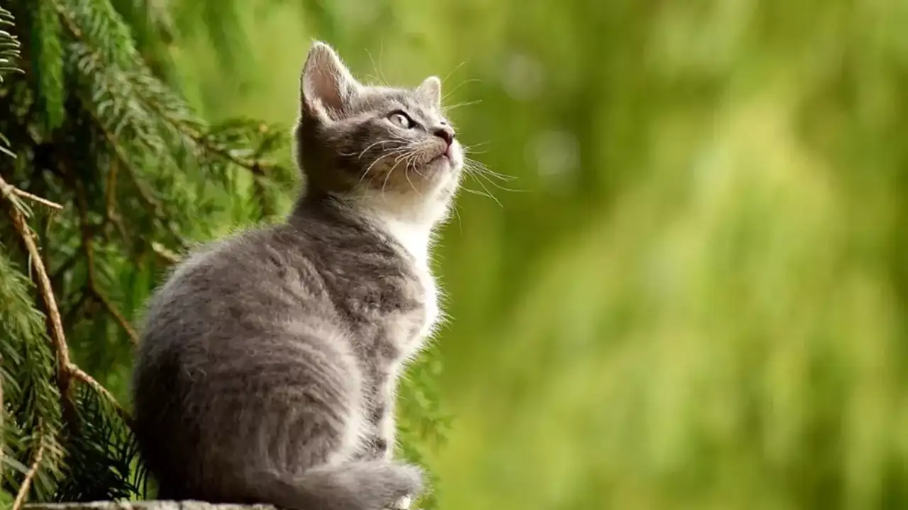 ruyada-yavru-kedi-gormek-ne-anlama-gelir