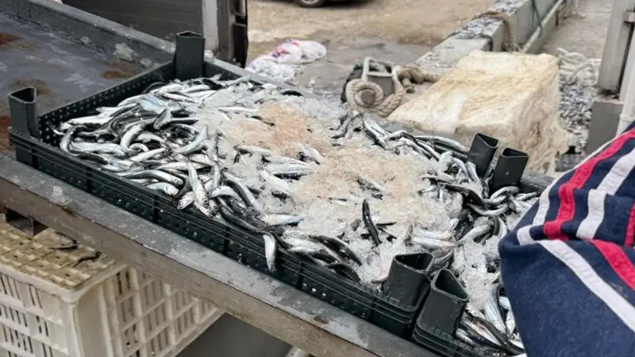 ordu-fatsada-balikcidan-ramazanda-ucretsiz-hamsi-dagitimi